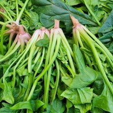 국내산 영양만점 시금치 섬초 신선채소, 1박스, 500g