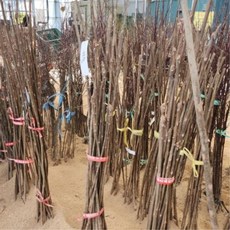 가죽나무 묘목 참죽나무 2년생 상묘 1년생