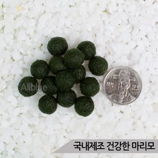 국내제조 건강한 마리모 단품 수경식물 애완식물, 1개