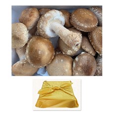 [1+1 행사]햇담송화 무농약 송화 가정용 정품중급 [1kg+1kg] 송이향 송고 송화고버섯, 1박스, 1kg(정품중급 보자기포장) + 1kg