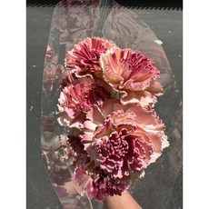 花藝夢 日本大地農園 32764系列 4公分索拉花康乃馨 - 母親節永生花原裝進口, 粉底暗紅心（10支）