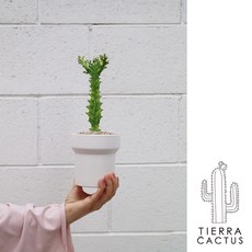 귀여운 테이블사이즈 청화각금 선인장 - 화분 2type, 화이트베이지토분(받침포함), 1개