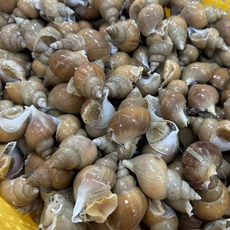 [일억수산] 자연산 백고동 백골뱅이 1kg 중소 (40미 내외), 단품, 단품