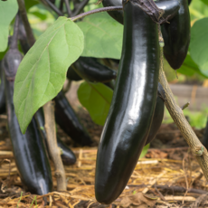 국내산 햇 축양 가지 자색가지 못난이 가정용 특상품 2kg 3kg 4kg, 1개