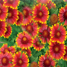 천인국 씨앗 200립 / 숙근 씨앗 종자 꽃씨 꽃밭만들기 화단만들기 조경가꾸기