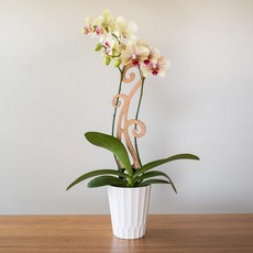 Treleaf Bare Flora u2013 맞춤형 나무 피들헤드 양치식물 Trellis 정규 사이즈 12 u201D 실내 식물 지지대 및 난초 덩굴 등반 식물을 위한 장식용 하우, Regular - 12" tall
