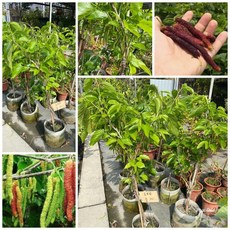 霏霏園藝 長果桑葚，高度100公分，掛果滿滿, 1個