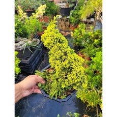 《伍寶園藝木藝》日本黃金系魚川盆栽(嫁接) ，精選品種，木藝盆栽，居家綠植擺設，增添生活品味