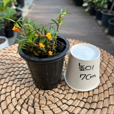 메디오칼카 해피필드 8cm포트 서양란 꽃 난초 광명IC화훼유통, 1개