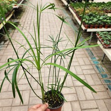 파피루스 화분 수경재배 인테리어 포인트 식물 디디플랜트