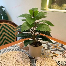 仿真綠植小樹套裝 彩葉芋葉裝飾品擺件, 1個, 】小石子盆+冬凌草【  套裝