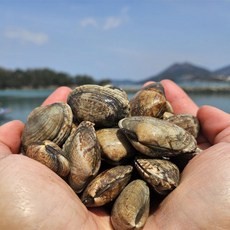 남해 물바지락 1kg(50~60미 내외), 1개, 1kg