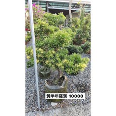 霏霏園藝 黃半年羅漢 宅配到家