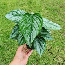 에덴플랜트 필로덴드론 소디로이 드워프 (지름 10Cm포트) 덩굴 고급스러운잎 희귀, 1개