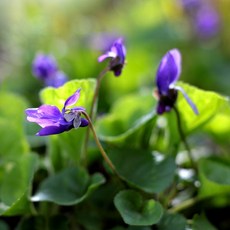 [LS 앱솔루트 오일] N26 바이올렛 리프 (Violet Leaf) 10ml, 1개, 연한노랑