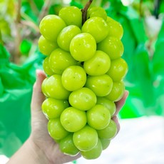 [전라도청년] 프레시 입당도 15브릭스 자체선별 샤인머스켓, 1박스, 가성비 실속형 1kg(2-3수)