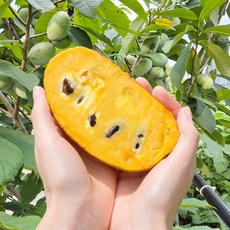 고당도 열대과일 포포열매 포포나무열매 산지직송, 1개, 02_냉동 포포열매1kg(중과/4~5과)