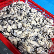 돌쇠네 싱싱한 제철 통영 생굴, 1개, 1kg