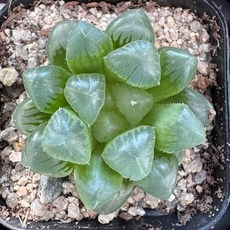 [올식스] 자옥로 1호 다육식물 플랜테리어 반려식물 자옥루, 1개, 단일