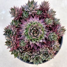 노이드 바위솔 월동다육 선별발송 분채배송 0215, 1개