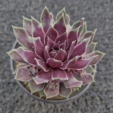 봄의정원 삼색 바위솔-2.8/월동다육, 1개