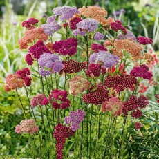 톱풀 6종 씨앗 선택구매 파종첫해 개화 다년초, 1개, 톱풀_파스텔혼합 50립