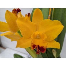 [신라난농원]카틀레야.골드킹.러브러브릿지.노랑색에빨강립프러브리한예쁜후릴.고급종.인기상품.필독뒷사진참고, 1개