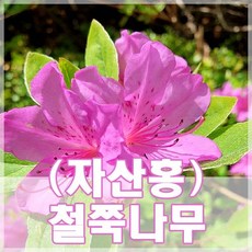 [현대조경농원]철쭉나무 묘목 영산홍 / 자산홍 / 백철쭉 H0.3, 자산홍(수량 5단위 주문), 1개