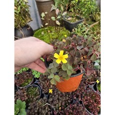 노랑 사랑초 산미구엘 옥살리스 관엽식물 실리쿠오사