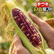 [타임특가] 26년 국산 흑 찰옥수수, 20개, 특품(15cm이상)