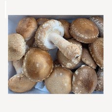 [햇담송]무농약 국내산 송화버섯 중상급 300g 대형마트 품질그대로, 1개, 300g(가정형 송화버섯)