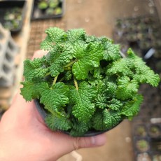 허브 식물 모음 식용 로즈마리 장비허브 민트, 선택: 07. 레몬밤