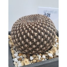 [가람다육] 아레나체 선인장, 1개, 아레나체322