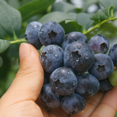 [국산프리미엄한정판매] 고당도 생블루베리 산지직송 급냉, 1박스, 1kg