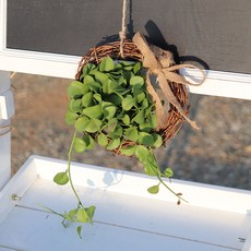 리스틀 디시디아 행잉플랜트 미세먼지제거식물, 1개