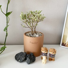 단정화 백정화 분재 나만의 미니 분재나무, 단정화 테라코타 로자리안 11cm(허니토분), 1개