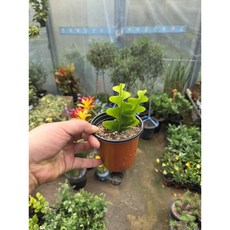 [근이네식물원] 생선뼈 피쉬본, 1개, 0