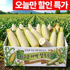 [26년수확] 오늘만특가 국내산 미백 찰옥수수, 1박스, 특품(15m이상) 10개