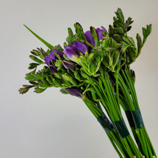 에스와이플로라 프리지아 50줄기 50대 후리지아 보라 생화 한단 옵션5, 1개