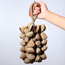 아프리카 팡기나무열매쉐이커 타악기 고무나무 팡기쉐이커 리듬악기 전통 딸랑이, 2024년 예약 배송 핸드벨 pangjiXXL