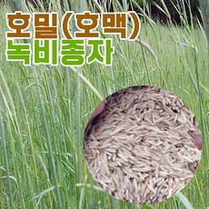 무소독 호밀씨앗 10kg 토질개선 녹비작물