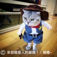 KROF 貓咪衣服西部牛仔寵物衣服幼貓小貓搞笑搞怪牛仔變身裝萬聖狗衣服, 牛仔變身裝,M, 1個