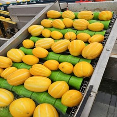 진짜 성주 꿀 참외 못난이 3kg(포장재무게포함.실중량2.5kg), 1개, 3kg 랜덤과, 진짜성주꿀참외 못난이 포장재무게포함