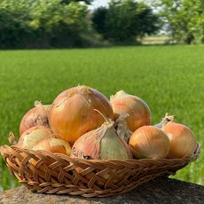 농산물온 양파 국내산 경북 단단한 저장용, 1박스, 5kg 소