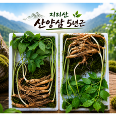 [지리산자연산삼] 지리산 산양삼 5-6년근 산지직송 장뇌삼 산양산삼 새싹 삼 선물용, 15개, 2g