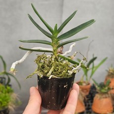 앙드레컴 흰색꽃 저녁에 향기가 진한꽃 서양란 스마일화훼유통, 1개