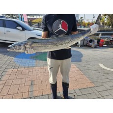 남해안 대삼치회, 구이용 순살삼치/400g, 1개, 400g