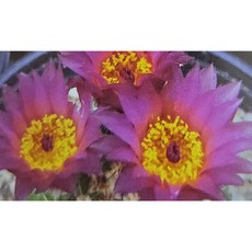 팅커벨 술코부타 실생5년생