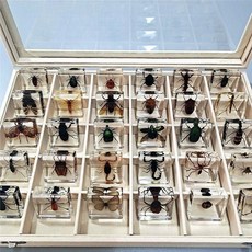 곤충표본 아크릴 곤충 교육용 학교 생물 세트 박제, B. 일반곤충 30종+상자