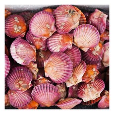[전라도청년] 산지직송 싱싱한 제철 통영 홍가리비 1kg (17미내외), 상세 설명 참조, 상세 설명 참조